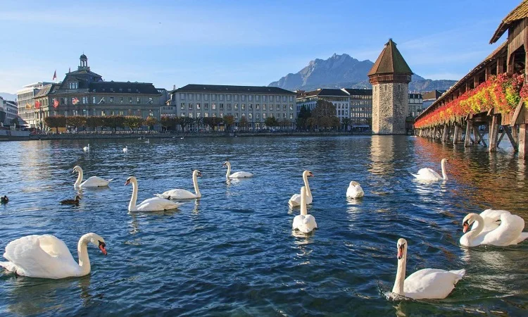 ho-lucerne