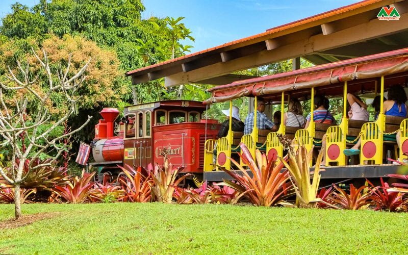 dole-plantation-trang-trai-thom