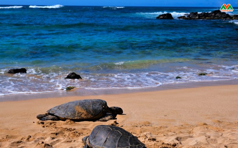 laniakea-beach-noi-sinh-song-cua-nhung-chu-rua-tu-nhien