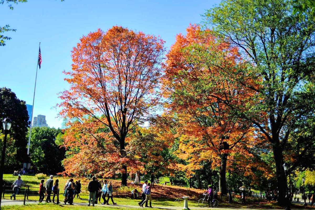 central-park-new-york