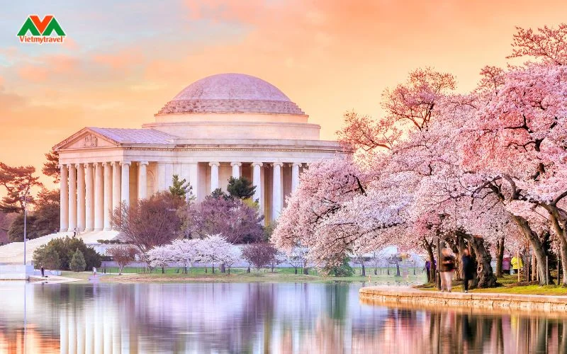 du-lich-my-ngam-hoa-anh-dao-tai-washington