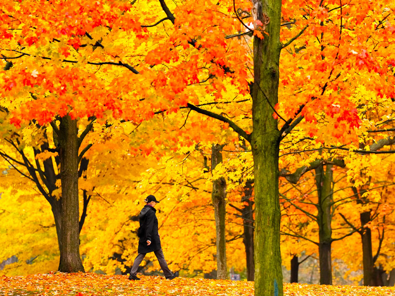 khung-canh-mua-thu-lang-man-tai-canada