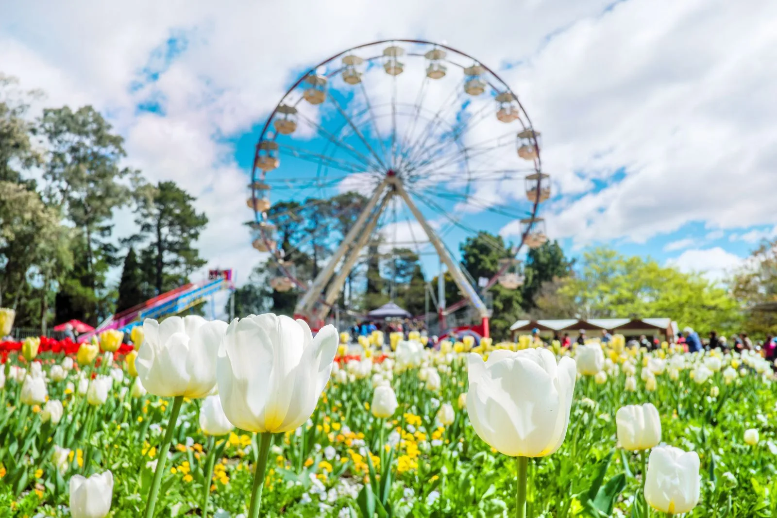 cong-vien-commonwealth-le-hoi-hoa-floriade