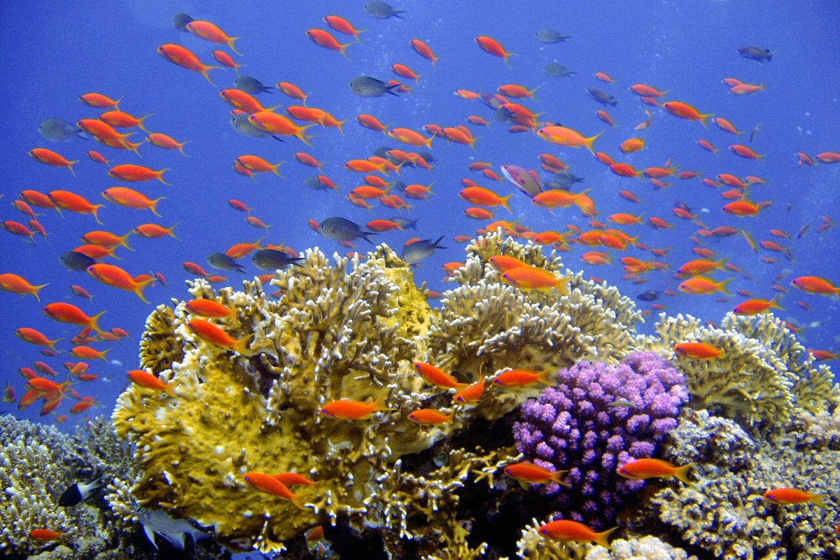 great-barrier-reef