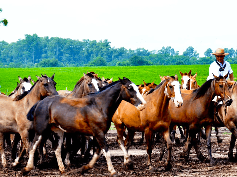 nong-trang-estancia-santa-susana