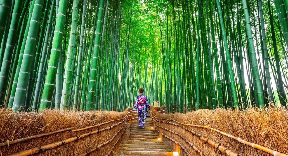 rung-tre-arashiyama