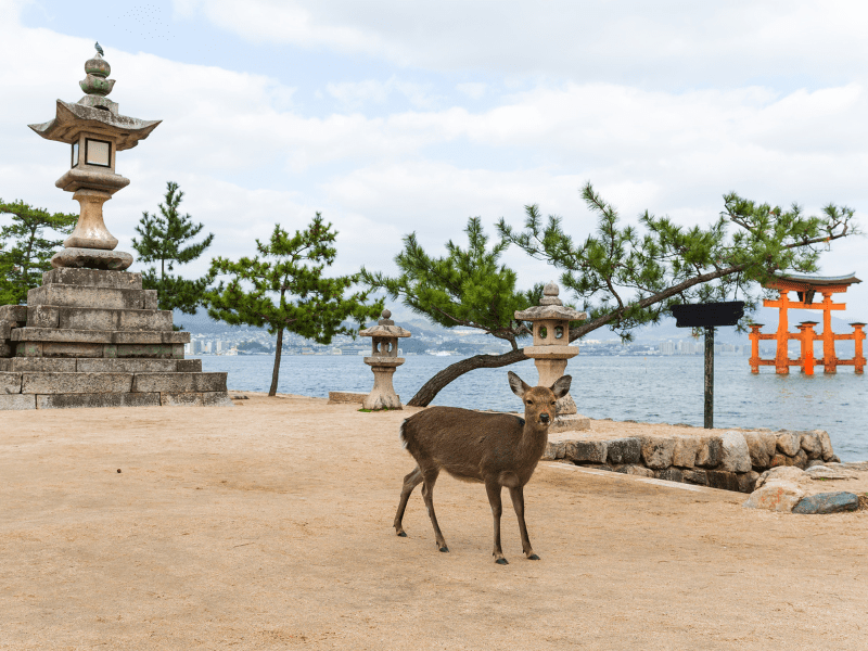 dao-miyajima