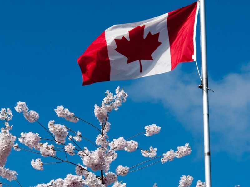 canada-mua-hoa-anh-dao