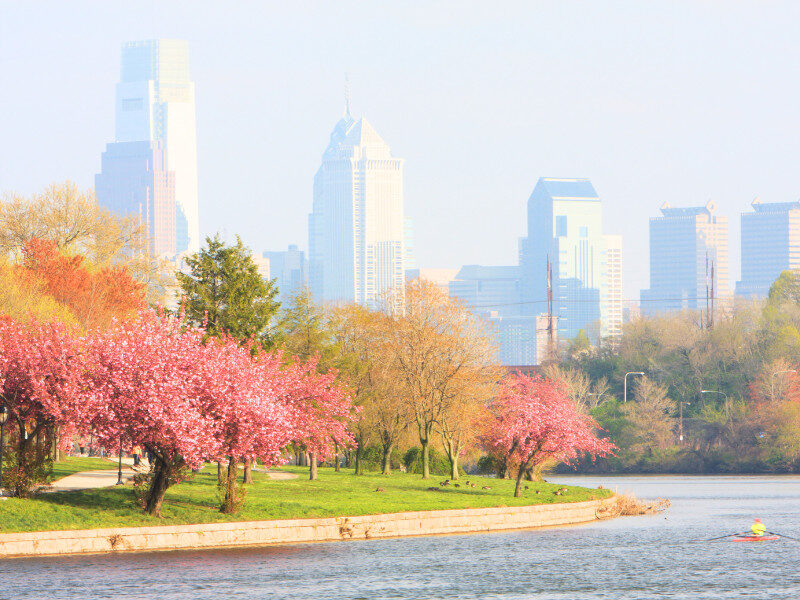 hoa-anh-dao-o-philadelphia