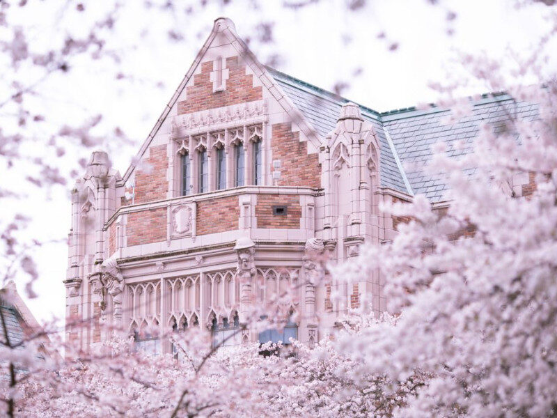 hoa-anh-dao-o-seattle