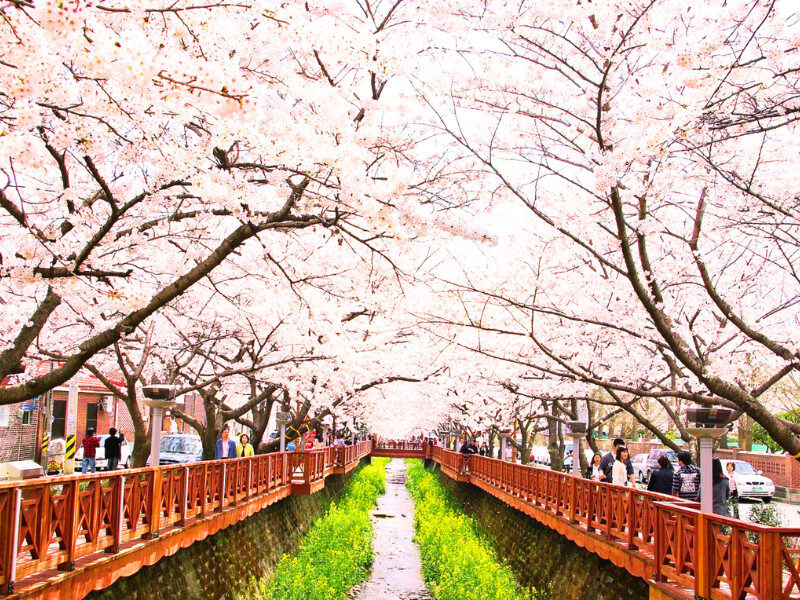 le-hoi-hoa-anh-dao-macon