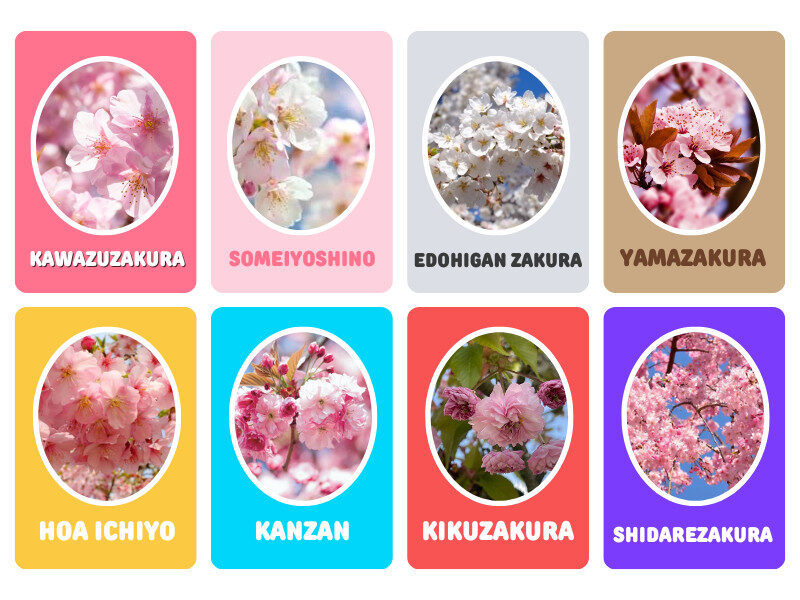 cac-loai-hoa-anh-dao-tai-nhat