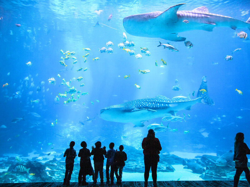 georgia-aquarium