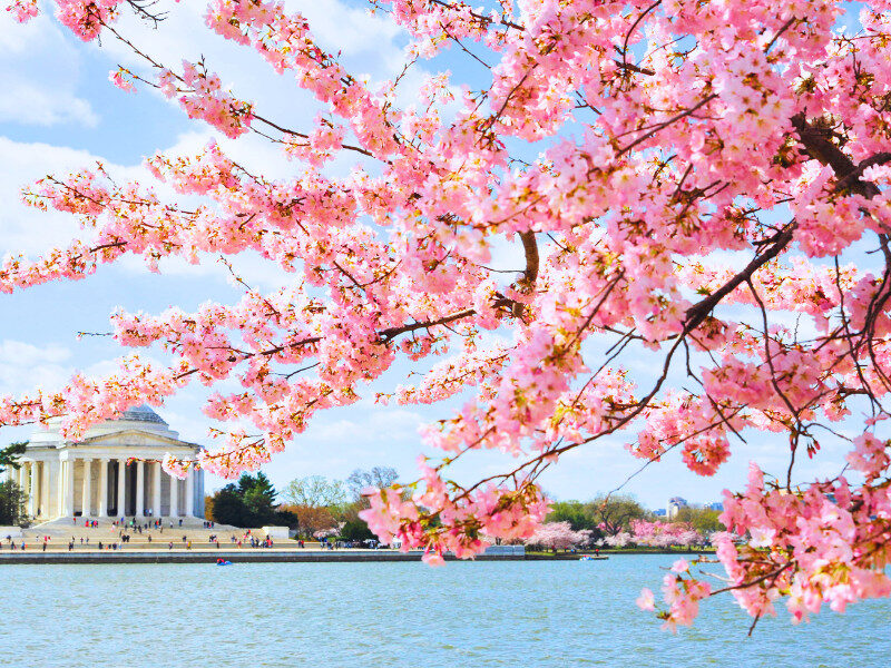 mua-hoa-anh-dao-o-washington-dc