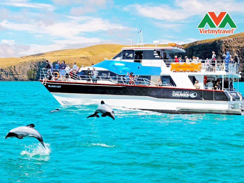 dolphin-watching-cruise