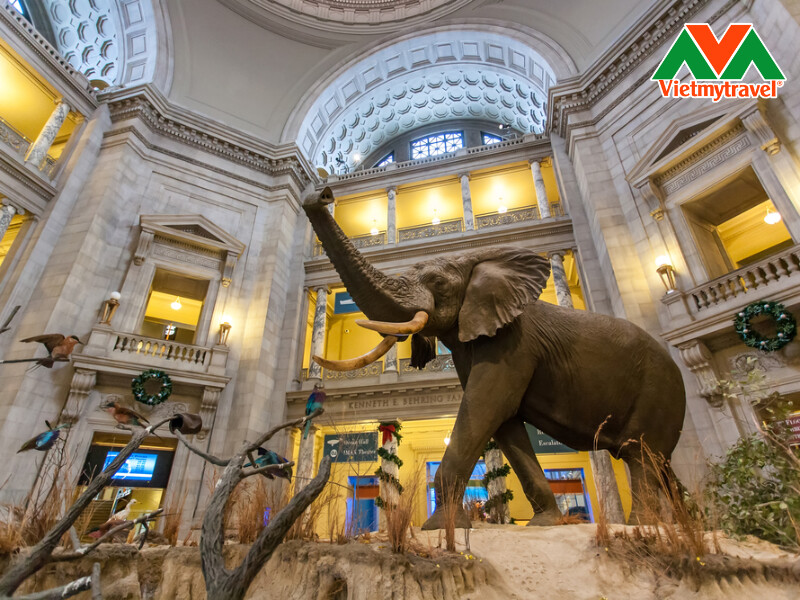 national-museum-of-natural-history